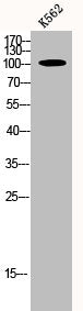 Western Blot analysis of K562 cells using p115 Polyclonal Antibody