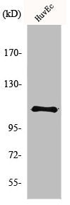 Western Blot analysis of HuvEc cells using p120 Polyclonal Antibody