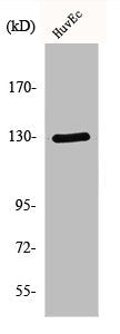 Western Blot analysis of HuvEc cells using p130 Cas Polyclonal Antibody