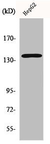 Western Blot analysis of HepG2 cells using p140Cap Polyclonal Antibody