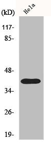 Western Blot analysis of HuvEc cells using P2RY8 Polyclonal Antibody