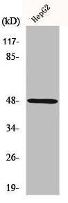Western Blot analysis of COLO205 cells using P2Y11 Polyclonal Antibody