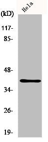 Western Blot analysis of HeLa cells using P2Y4 Polyclonal Antibody