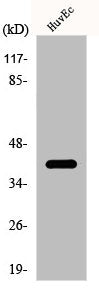 Western Blot analysis of HuvEc cells using p39 Polyclonal Antibody