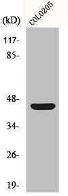 Western Blot analysis of COLO205 cells using p47-phox Polyclonal Antibody
