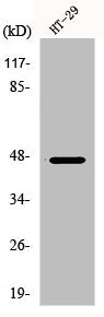 Western Blot analysis of COLO205 cells using p47-phox Polyclonal Antibody