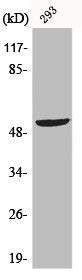 Western Blot analysis of 293 cells using p53 Polyclonal Antibody