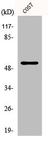 Western Blot analysis of COS7 cells using p53 Polyclonal Antibody