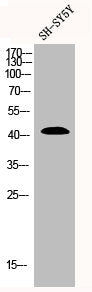 Western Blot analysis of SH-SY5Y cells using p53 Polyclonal Antibody