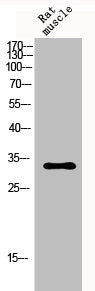 Western Blot analysis of rat-musle cells using p57 Polyclonal Antibody