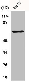 Western Blot analysis of HepG2 cells using p68 RNA Helicase Polyclonal Antibody