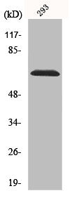 Western Blot analysis of 293 cells using p70 S6 kinase α Polyclonal Antibody