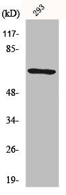 Western Blot analysis of 293 cells using PAF65α Polyclonal Antibody