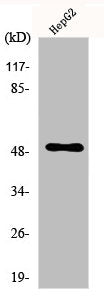 Western Blot analysis of HepG2 cells using PAH Polyclonal Antibody