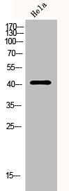 Western Blot analysis of Hela cells using PAI-3 Polyclonal Antibody