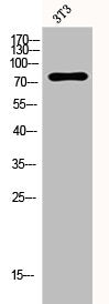 Western Blot analysis of 3T3 cells using PAK5 Polyclonal Antibody