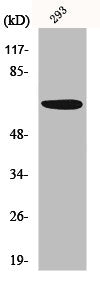 Western Blot analysis of 293 cells using PAKα Polyclonal Antibody