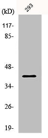 Western Blot analysis of 293 cells using PAR4 Polyclonal Antibody
