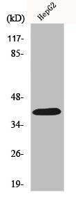 Western Blot analysis of HeLa cells using PAR-4 Polyclonal Antibody