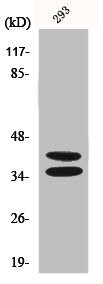 Western Blot analysis of 293 cells using Pax-2 Polyclonal Antibody