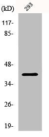 Western Blot analysis of 293 cells using Pax-5 Polyclonal Antibody