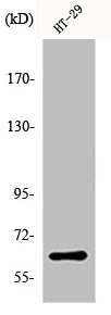 Western Blot analysis of K562 cells using Pax-8 Polyclonal Antibody