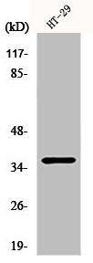 Western Blot analysis of rat heart cells using Pax-9 Polyclonal Antibody