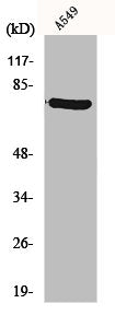 Western Blot analysis of A549 cells using PBFE Polyclonal Antibody