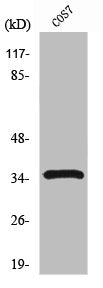 Western Blot analysis of COS7 cells using PCNA Polyclonal Antibody