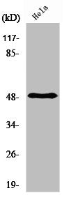 Western Blot analysis of Hela cells using PDK1 Polyclonal Antibody