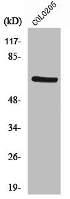 Western Blot analysis of COLO205 cells using PDK1 Polyclonal Antibody