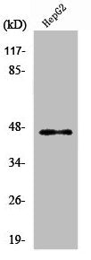 Western Blot analysis of HepG2 cells using PDK2 Polyclonal Antibody