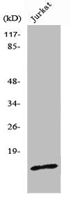 Western Blot analysis of HepG2 cells using PDRG1 Polyclonal Antibody