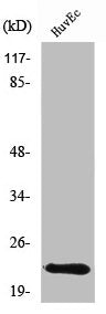 Western Blot analysis of HuvEc cells using CBFB Antibody