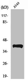 Western Blot analysis of A549 cells using Peroxin 14 Polyclonal Antibody