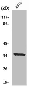 Western Blot analysis of A549 cells using Peroxin 2 Polyclonal Antibody