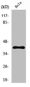Western Blot analysis of HeLa cells using Peroxin 3 Polyclonal Antibody