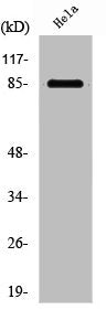 Western Blot analysis of K562 cells using PFKM Polyclonal Antibody
