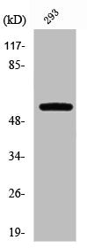 Western Blot analysis of 293 cells using PFK-2 car Polyclonal Antibody