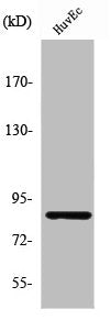 Western Blot analysis of HuvEc cells using PFK-C Polyclonal Antibody