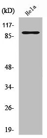 Western Blot analysis of HeLa cells using PGBD1 Polyclonal Antibody