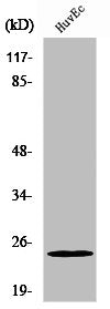 Western Blot analysis of HeLa cells using PGRMC2 Polyclonal Antibody