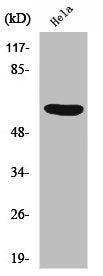 Western Blot analysis of HeLa cells using PHF1 Polyclonal Antibody