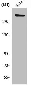Western Blot analysis of HeLa cells using PHF3 Polyclonal Antibody