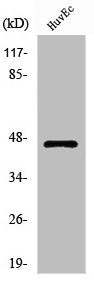 Western Blot analysis of HepG2 cells using PHKG1 Polyclonal Antibody