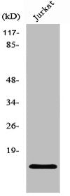 Western Blot analysis of Jurkat cells using PHLDA3 Polyclonal Antibody