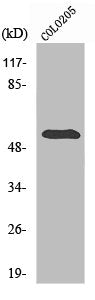 Western Blot analysis of COLO205 cells using pHyde Polyclonal Antibody