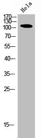 Western Blot analysis of HELA cells using PI 3-kinase p110α Polyclonal Antibody