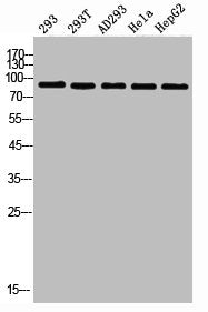 Western Blot analysis of 453 293 AD293 HELA HepG2 cells using PI 3-kinase p85α Polyclonal Antibody