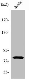 Western Blot analysis of HuvEc cells using PIAS 1 Polyclonal Antibody